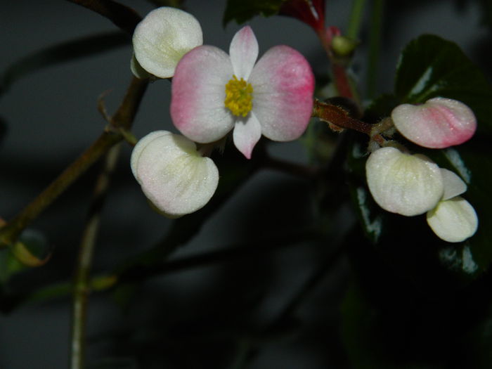 DSCN5572