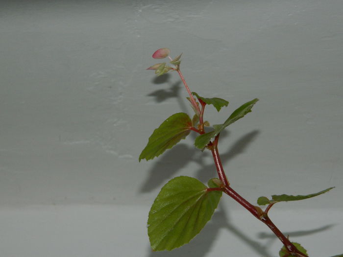 DSCN5574