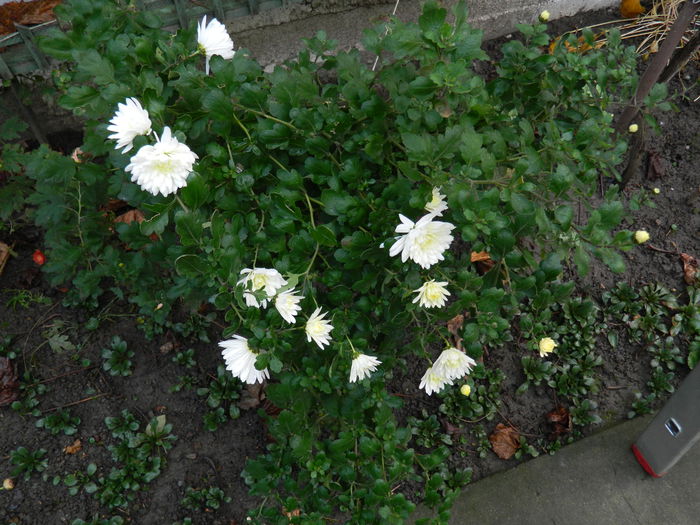 DSCN5609