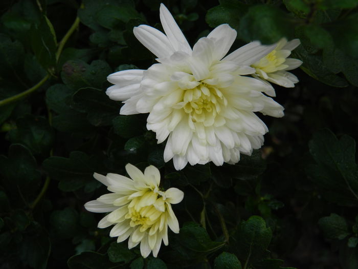 DSCN5612