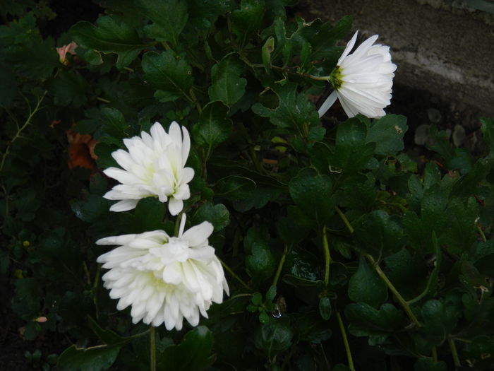 DSCN5613