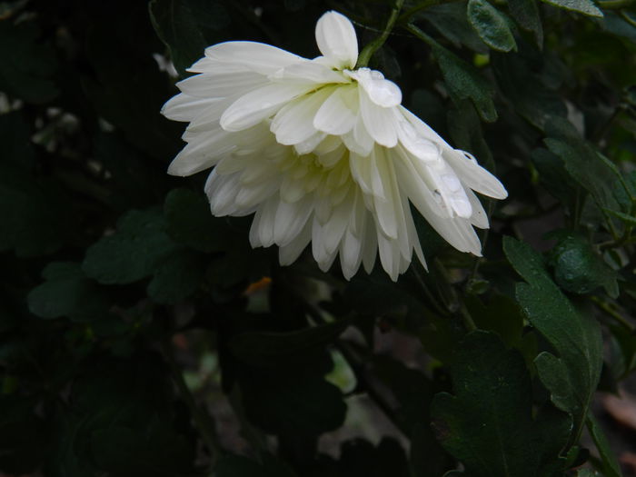 DSCN5614