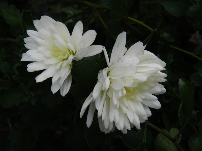 DSCN5615