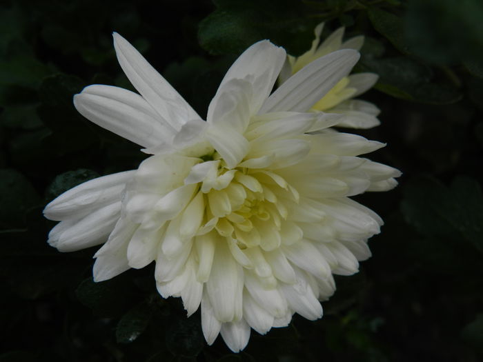 DSCN5616