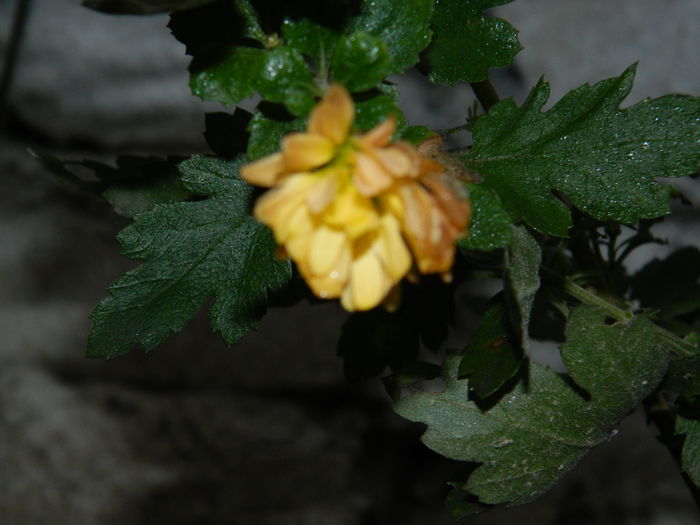 DSCN5625