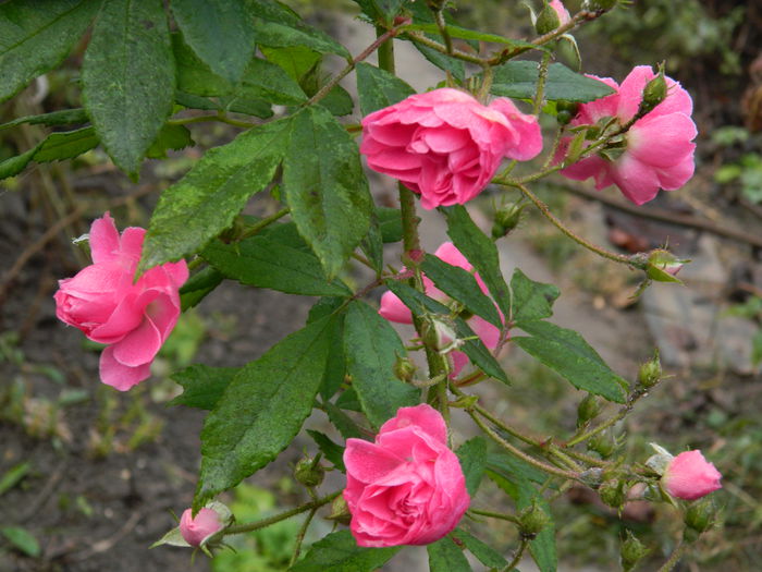 DSCN5636