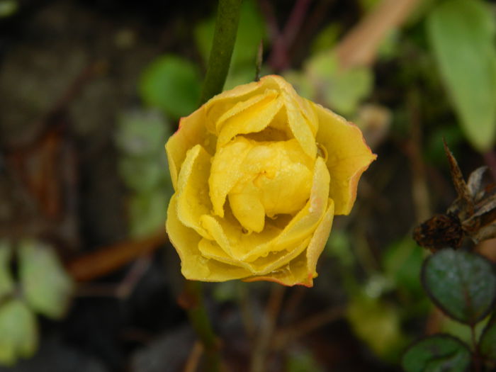 DSCN5647 - DECEMBRIE_2014