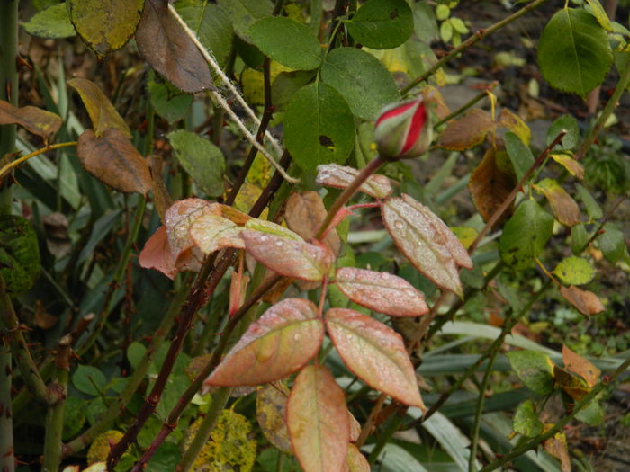 DSCN5661 - DECEMBRIE_2014
