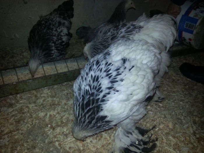 Brahma Herminat Deschis - 3 luni