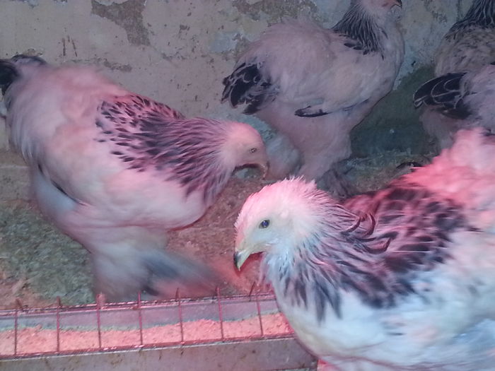Brahma Herminat Deschis - 3 luni - Serii Toamna 2014 - HD si Somon