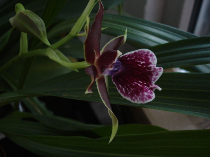 DSC00147 - 6 Orchidee