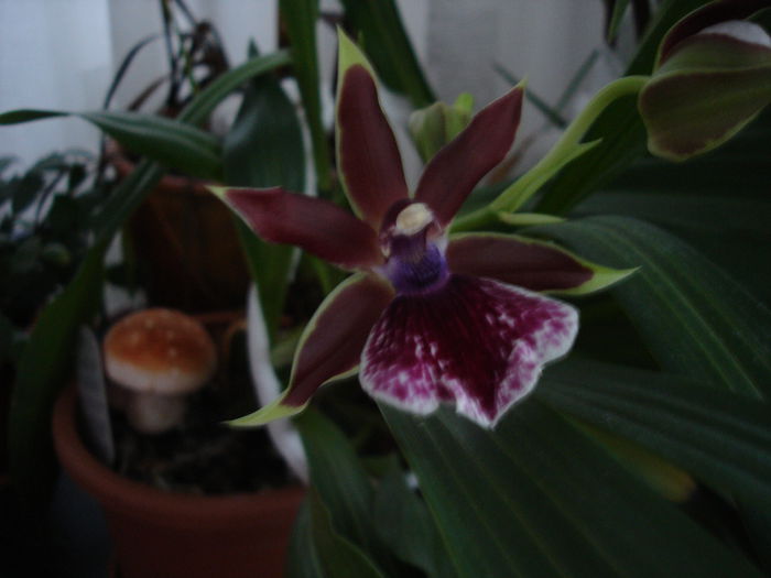 DSC00148 - 6 Orchidee