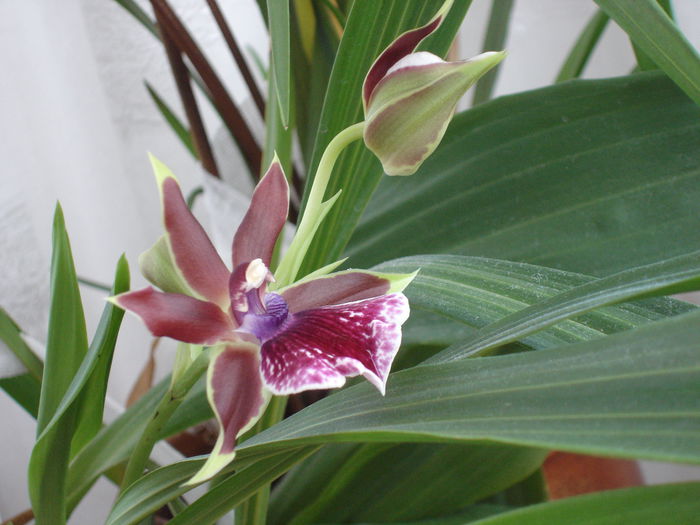 DSC00152 - 6 Orchidee