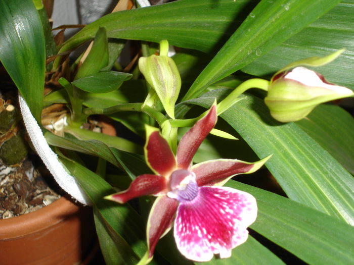 DSC00154 - 6 Orchidee