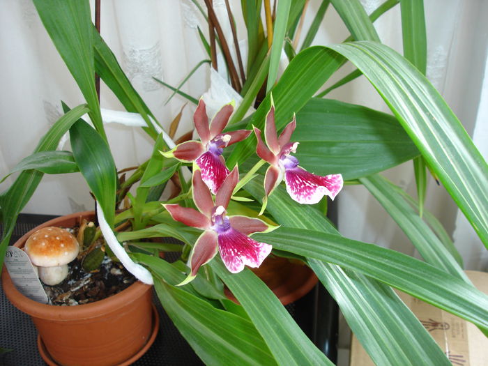 DSC00156 - 6 Orchidee