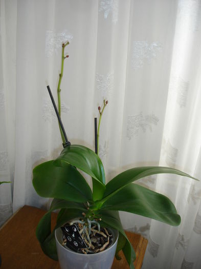 DSC00157 - 6 Orchidee