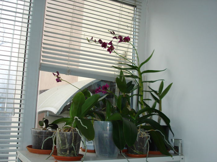 DSC00162 - 6 Orchidee