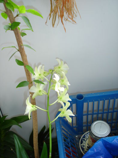 DSC00164 - 6 Orchidee