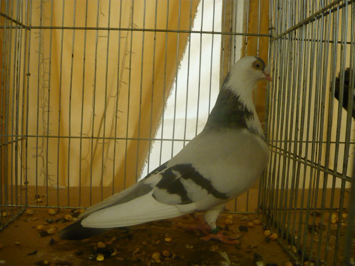 P1050336