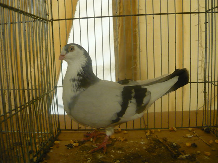 P1050337