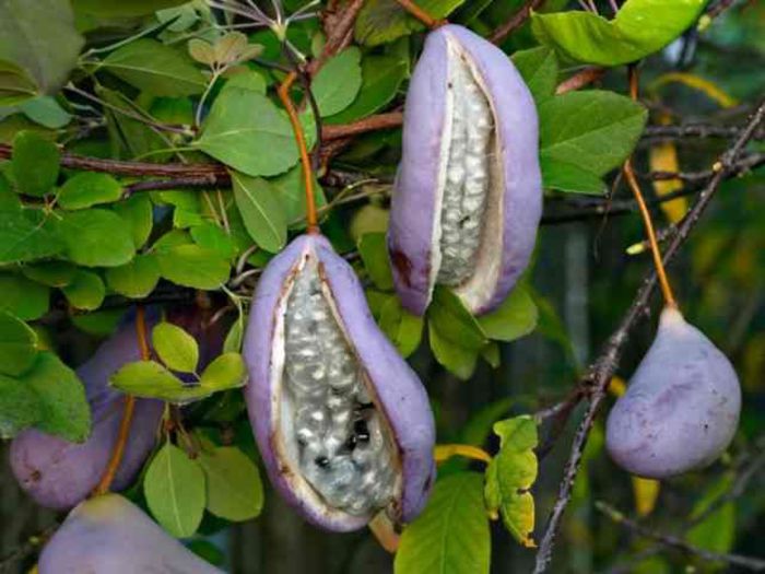 aquebia fructe
