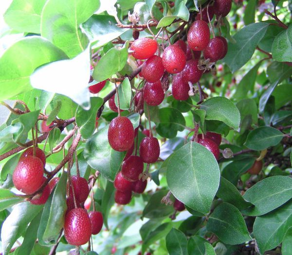 Elaeagnus multiflora