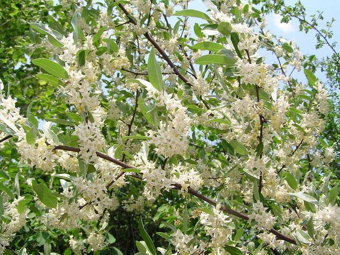 Elaeagnus multiflora flori