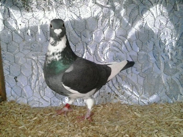  - FOTO PORUMBEI