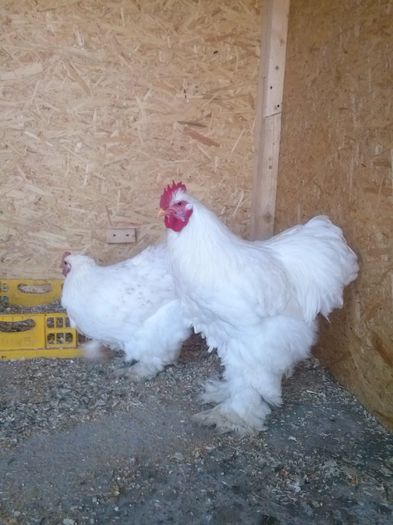 CAM00026; 13.12.2014,  7 luni
