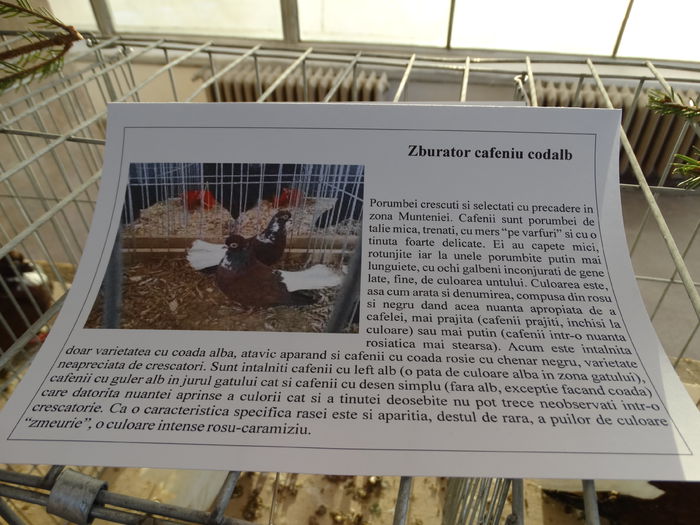 DSC03888 - Expo Arges 2014-decembrie