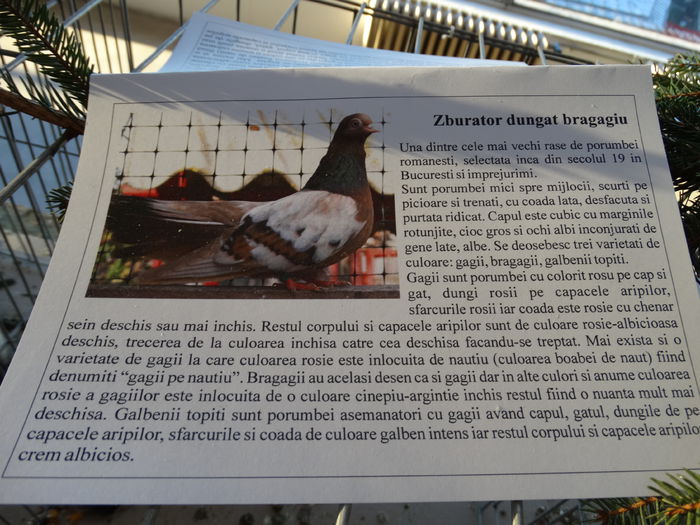 DSC03901 - Expo Arges 2014-decembrie