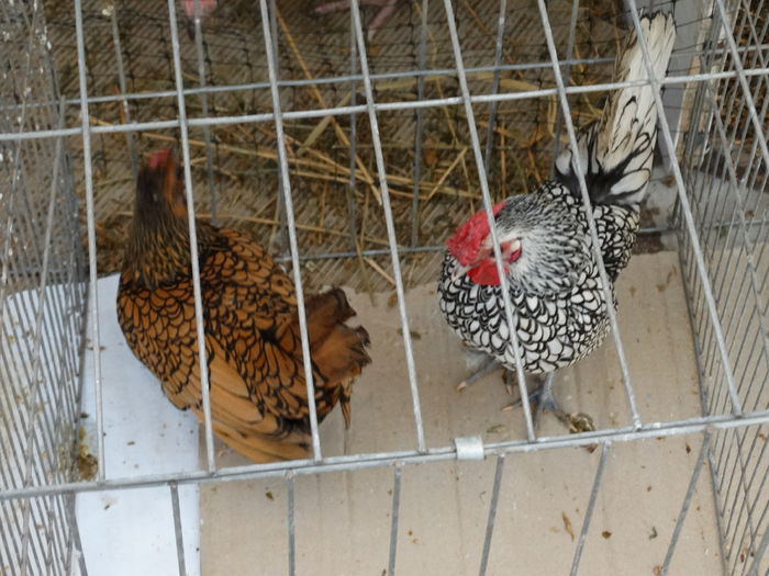 DSC03943 - Expo Arges 2014-decembrie