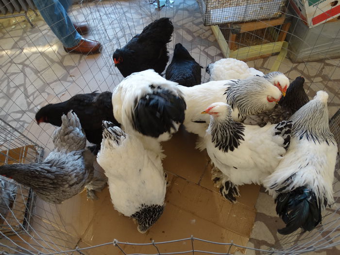 DSC03947 - Expo Arges 2014-decembrie