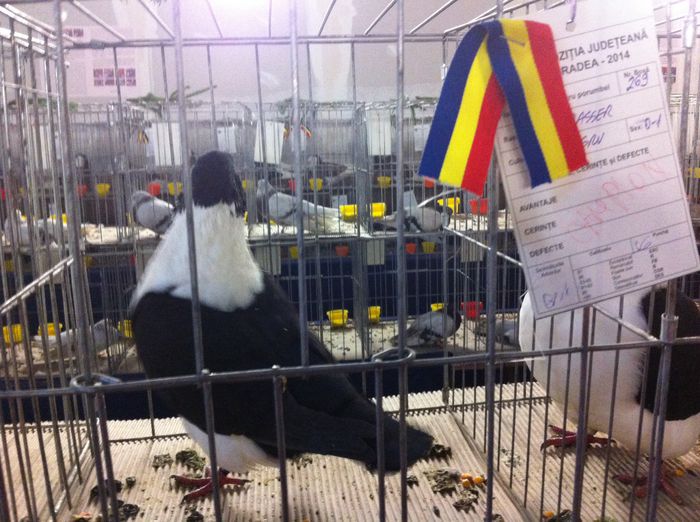 image - Expo Cupa Crisana 2014