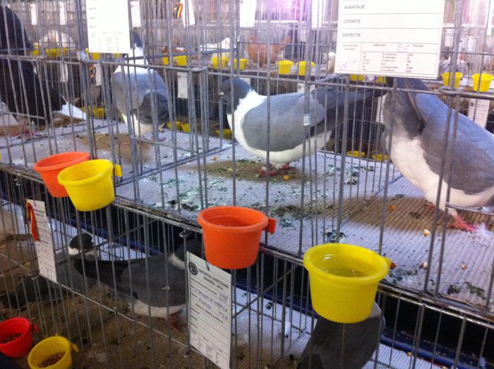 image - Expo Cupa Crisana 2014