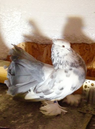 image - Voltati indieni BOBATI si ALMOND