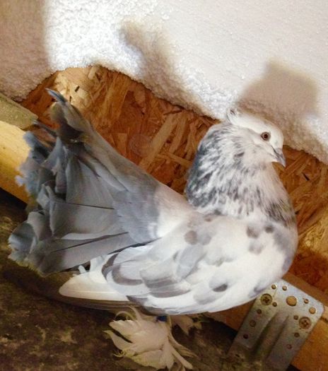 image - Voltati indieni BOBATI si ALMOND