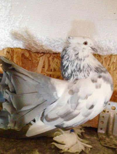 image - Voltati indieni BOBATI si ALMOND