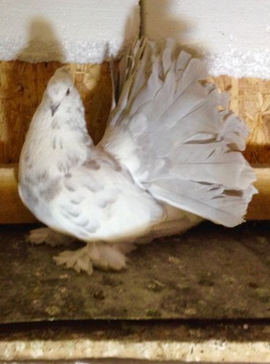 image - Voltati indieni BOBATI si ALMOND