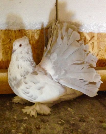 image - Voltati indieni BOBATI si ALMOND