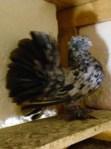 image - Voltati indieni BOBATI si ALMOND