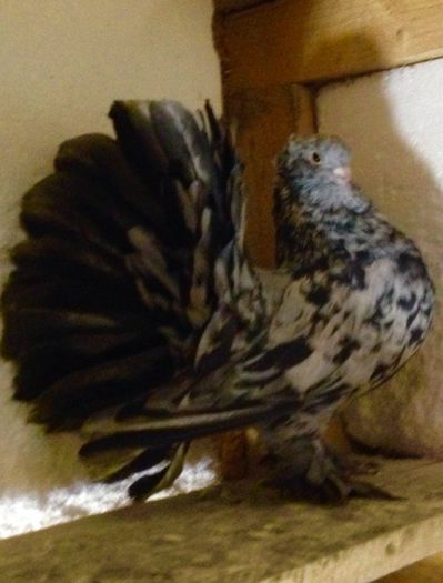 image - Voltati indieni BOBATI si ALMOND