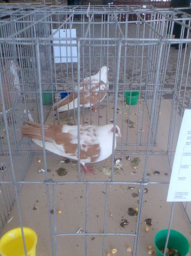 Immag071 - Expozitie si Targ Pitesti 12-14 Decembrie 2014