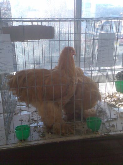 Immag072 - Expozitie si Targ Pitesti 12-14 Decembrie 2014