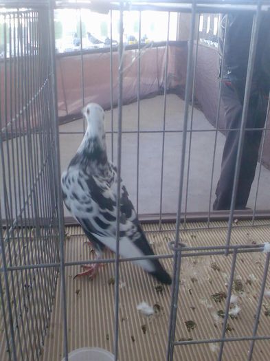 Immag190 - Expozitie si Targ Pitesti 12-14 Decembrie 2014