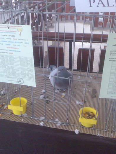 Immag191 - Expozitie si Targ Pitesti 12-14 Decembrie 2014