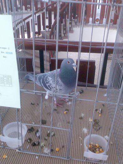 Immag192 - Expozitie si Targ Pitesti 12-14 Decembrie 2014