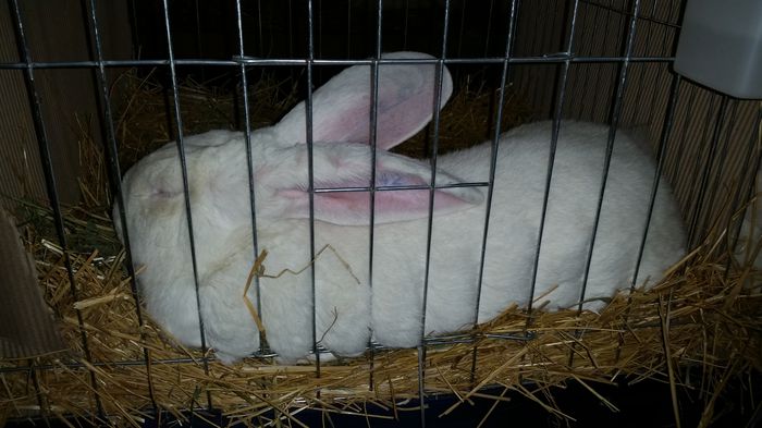 20141213_181653 - Expo Oradea 12-13-14 decembrie 2014