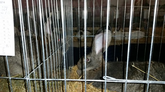 20141213_181700 - Expo Oradea 12-13-14 decembrie 2014