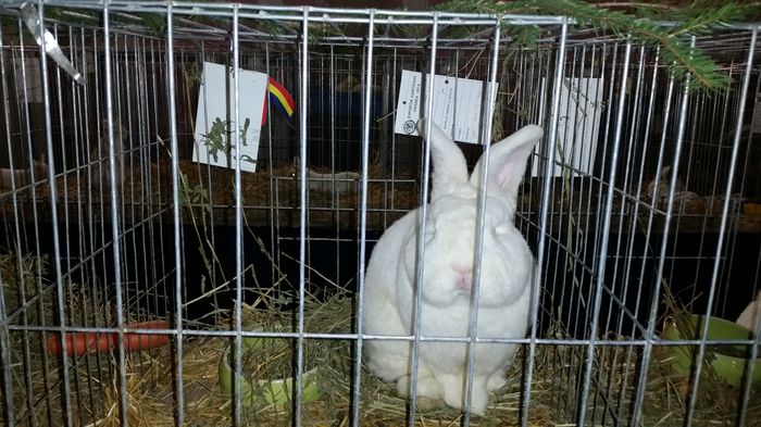 20141213_181726 - Expo Oradea 12-13-14 decembrie 2014